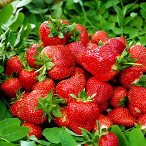 批发蔬菜水果种子 草莓种子 奶油草莓 白莓 攀援草莓种子甜查理