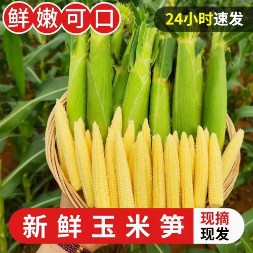 新鲜甜玉米笋9斤迷你小玉米芯仔蔬菜嫩玉米棒水果玉米批发包邮10